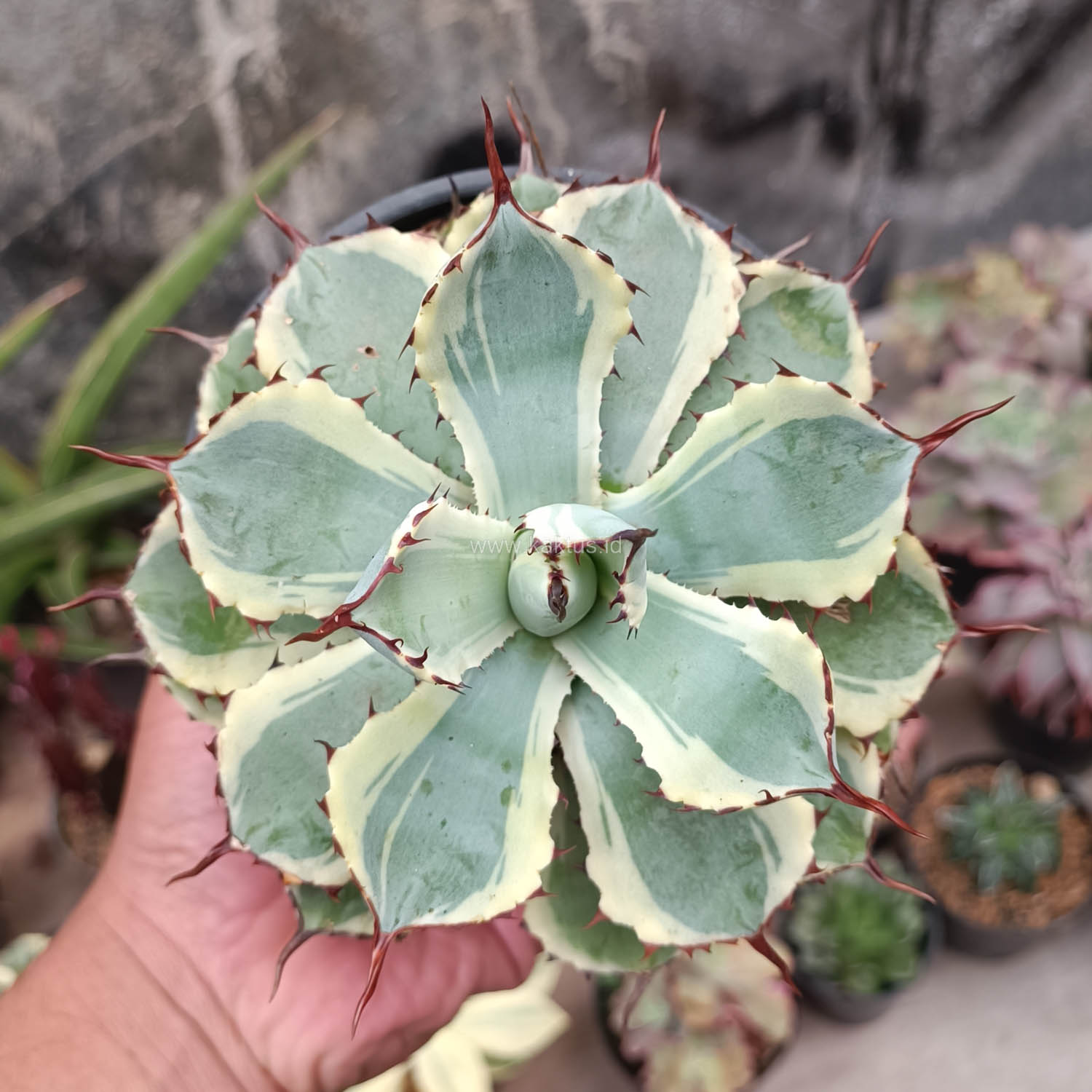 412. Agave Potatorum CV. Kichijokan - Image 8
