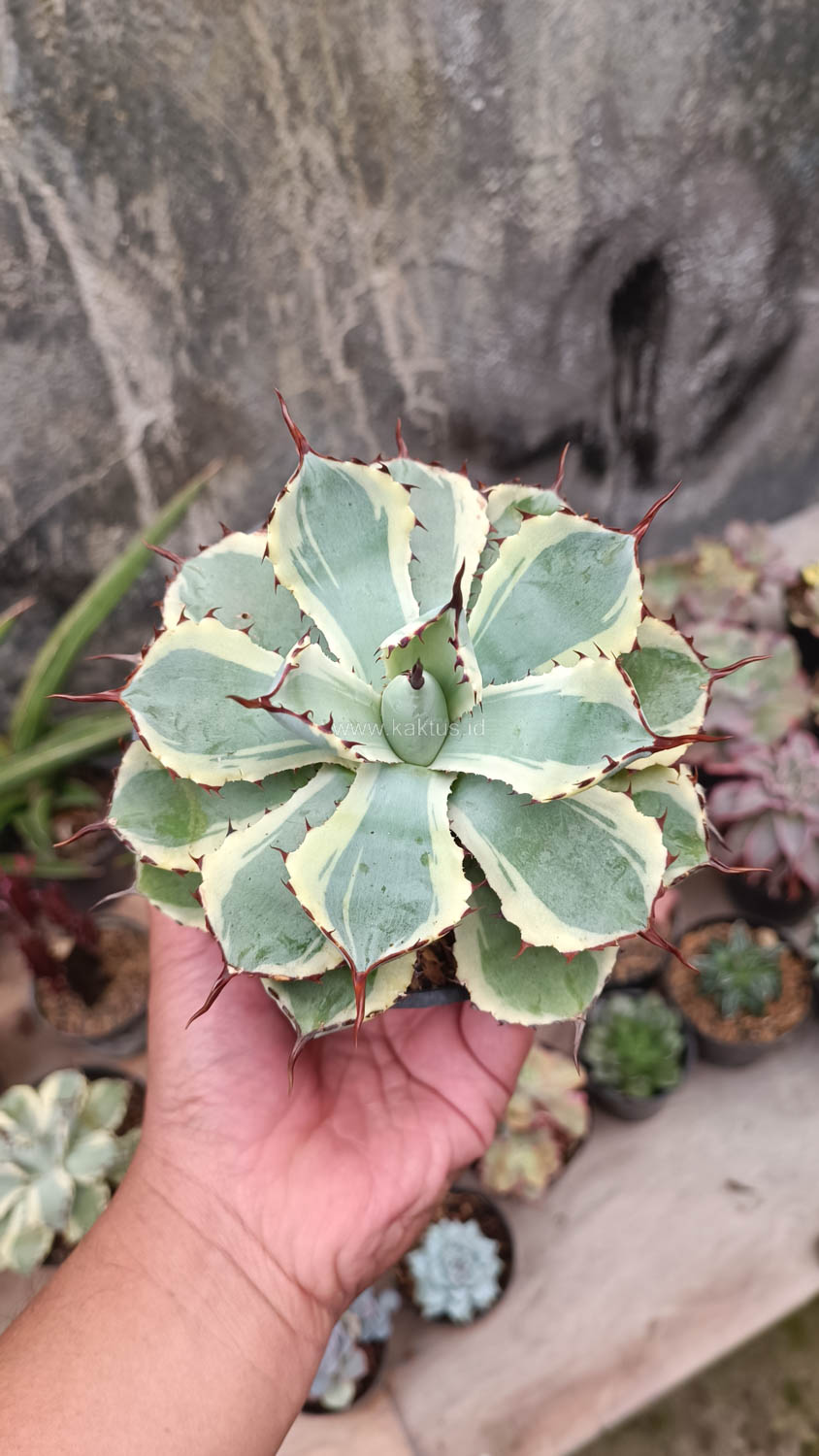 412. Agave Potatorum CV. Kichijokan - Image 9