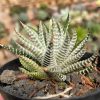 413. Haworthia Fasciata Variegated