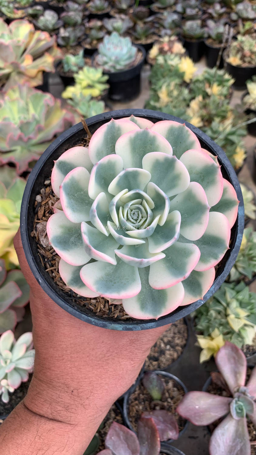 414. Echeveria Compton Carousel Variegated - Image 3