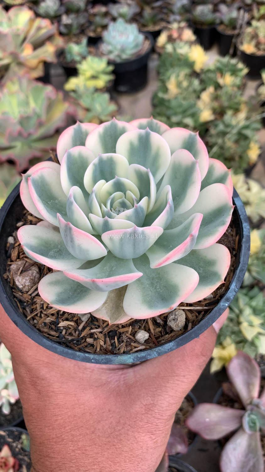 414. Echeveria Compton Carousel Variegated - Image 4