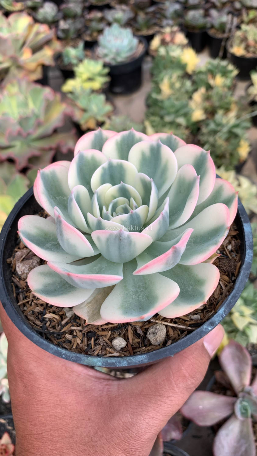 414. Echeveria Compton Carousel Variegated - Image 2
