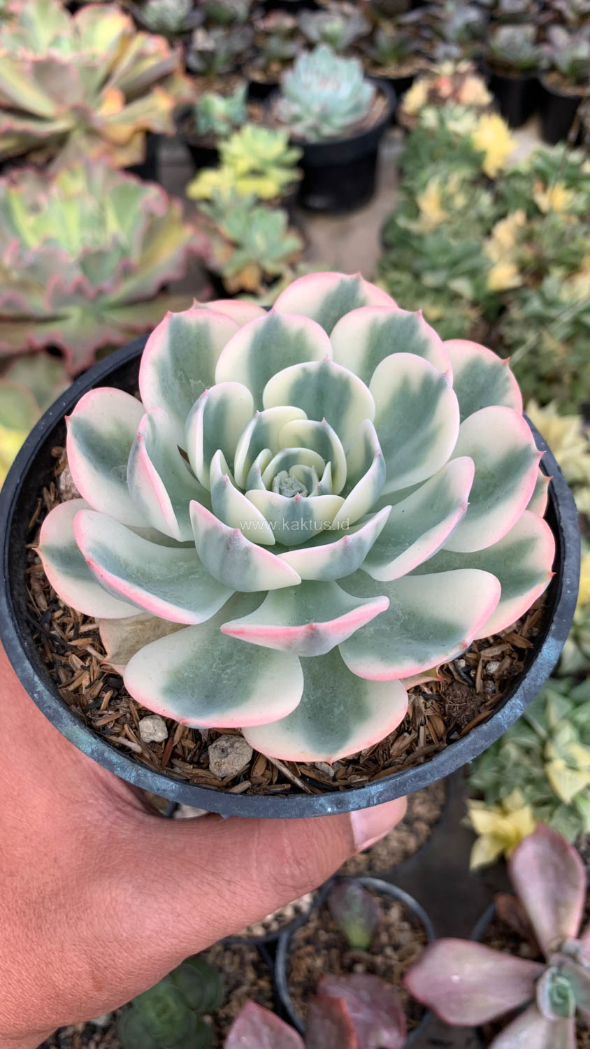 414. Echeveria Compton Carousel Variegated - Image 5