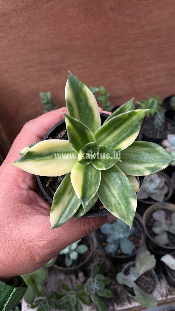 415. Echeveria Agavoides Rubella Variegated - Image 6