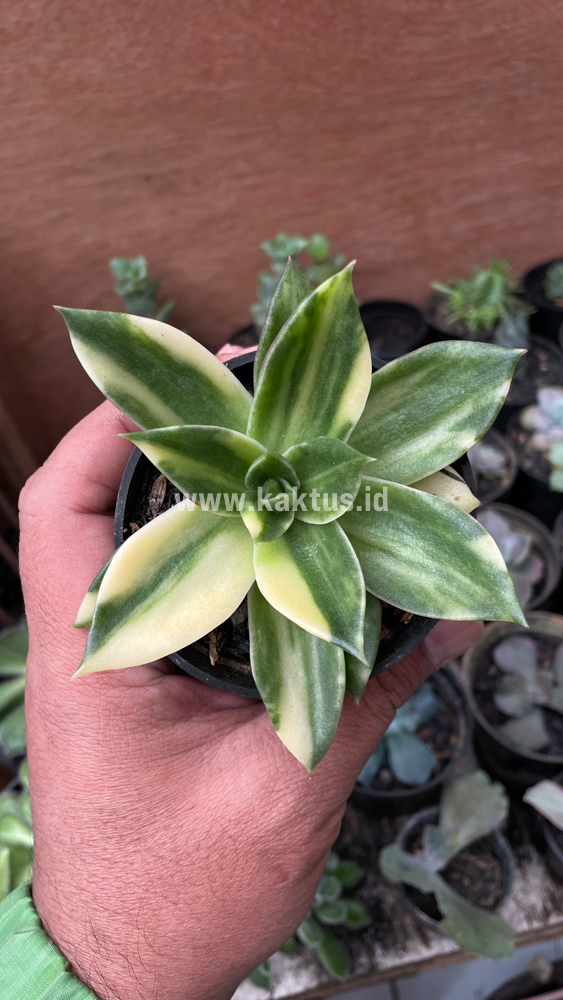 415. Echeveria Agavoides Rubella Variegated - Image 5