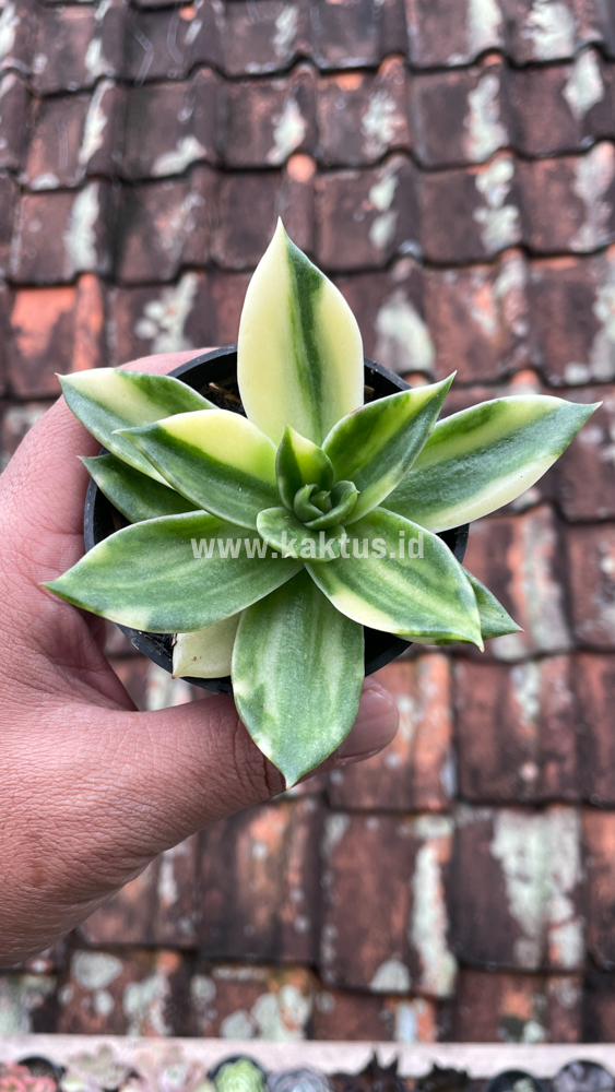 415. Echeveria Agavoides Rubella Variegated - Image 4