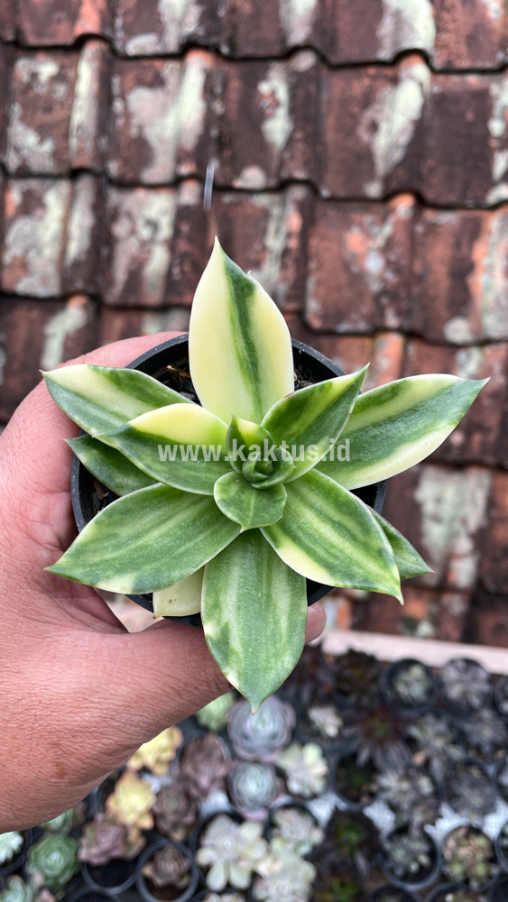 415. Echeveria Agavoides Rubella Variegated - Image 3