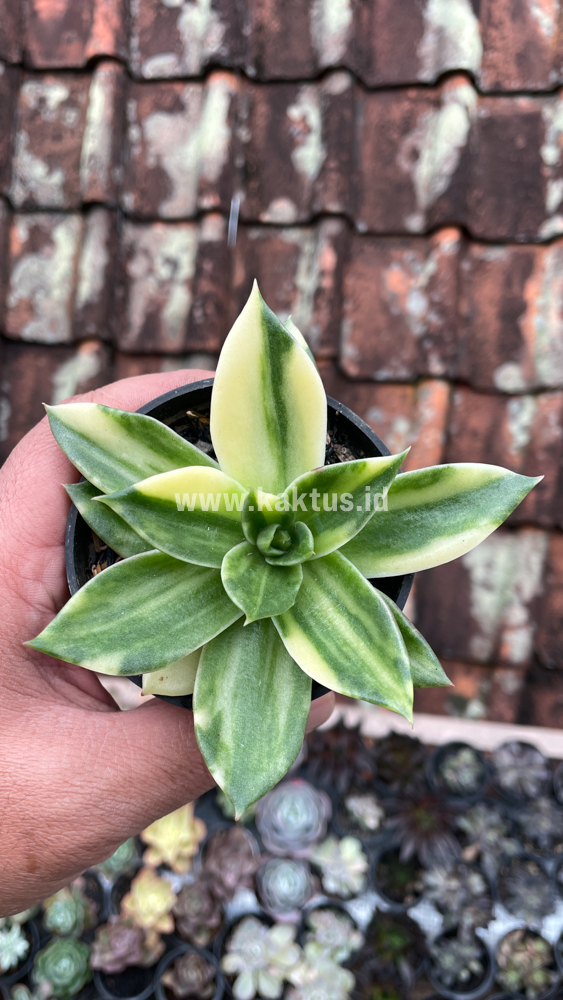 415. Echeveria Agavoides Rubella Variegated - Image 2