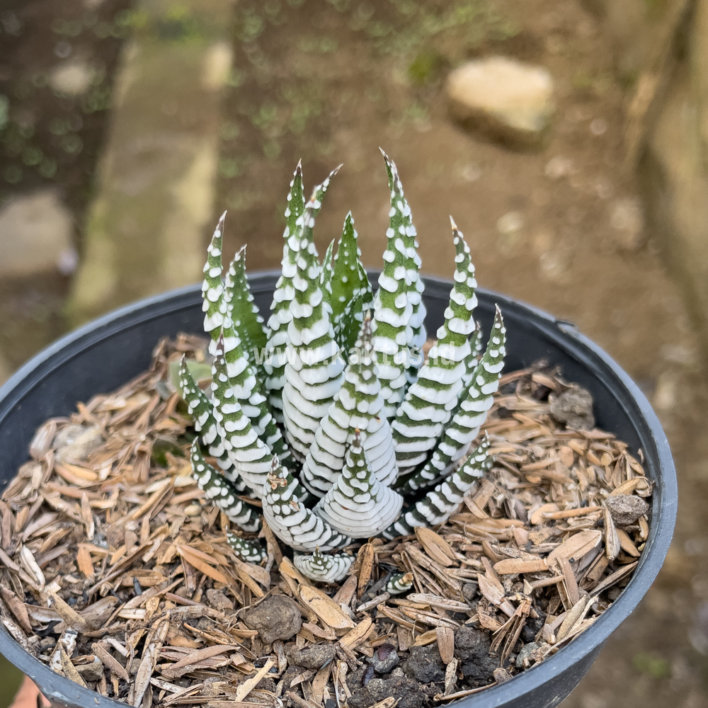 419. Haworthia Papilosa - Image 9
