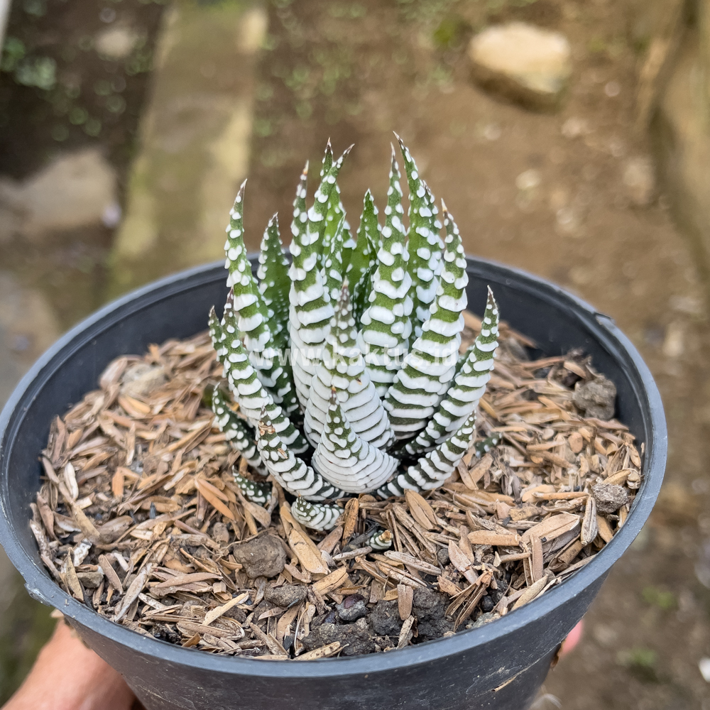 419. Haworthia Papilosa - Image 11