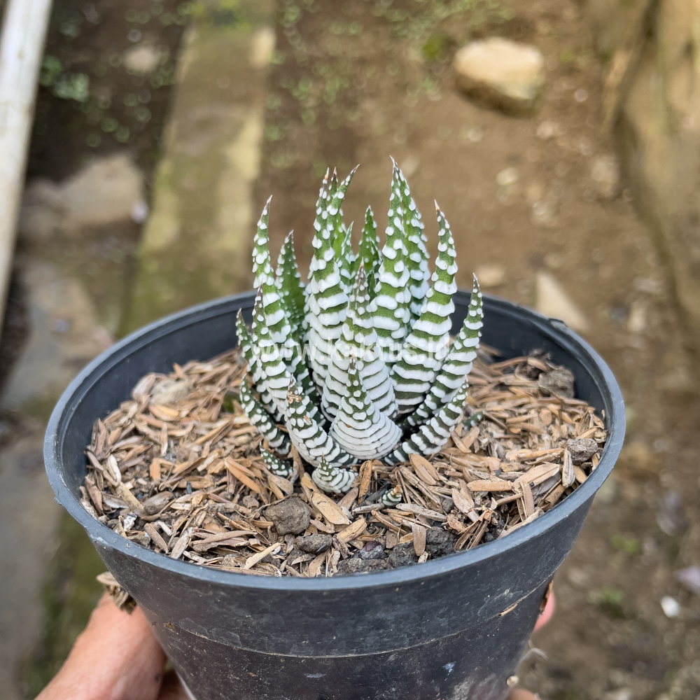 419. Haworthia Papilosa - Image 6