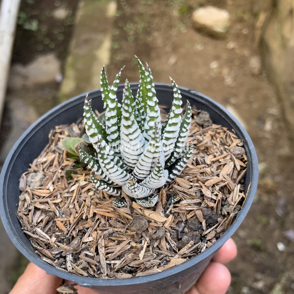 419. Haworthia Papilosa - Image 3