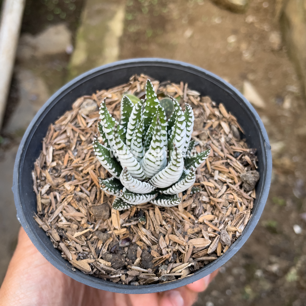 419. Haworthia Papilosa - Image 5