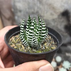 Alternative view of 419. Haworthia Papilosa