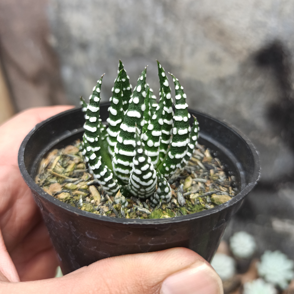 419. Haworthia Papilosa - Image 2
