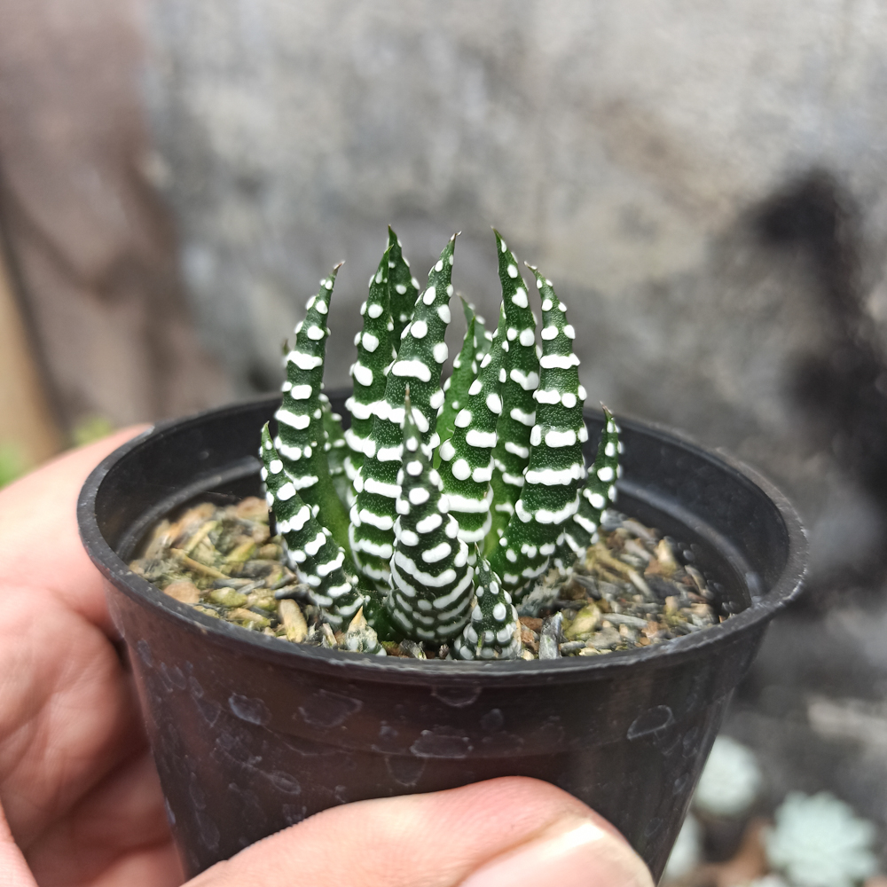 419. Haworthia Papilosa - Image 7