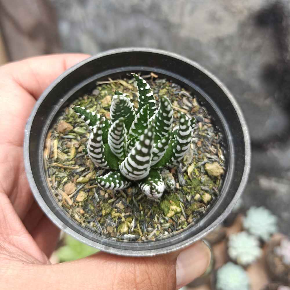 419. Haworthia Papilosa - Image 8