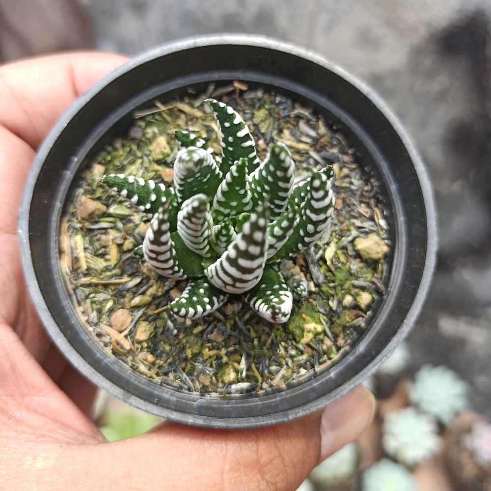 419. Haworthia Papilosa - Image 10