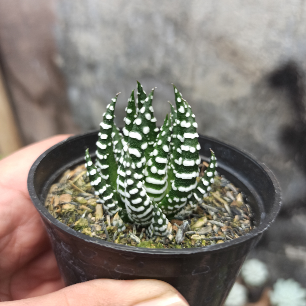 419. Haworthia Papilosa - Image 4