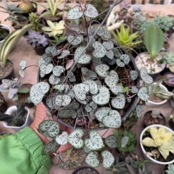 Alternative view of 420. Ceropegia Woodii 'String of Hearts'