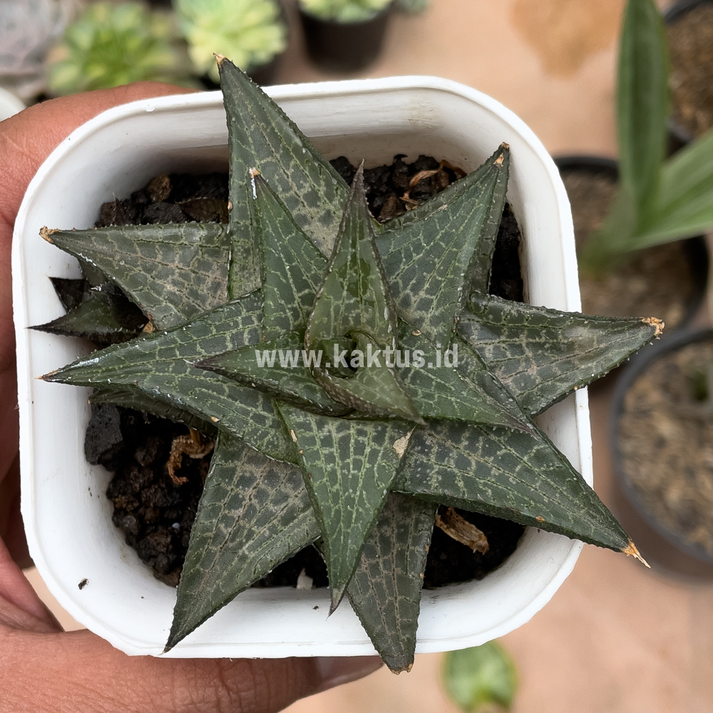 421. Haworthia Tesselata - Image 7