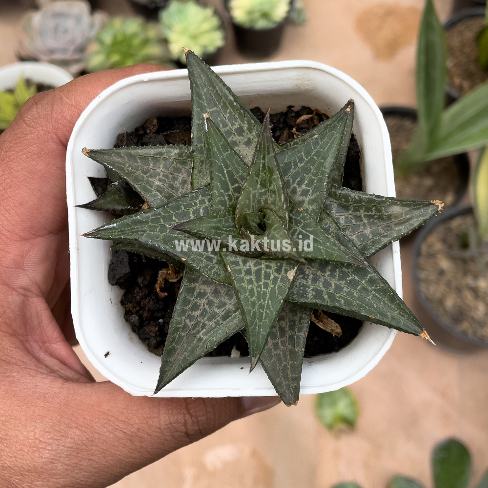 421. Haworthia Tesselata - Image 3