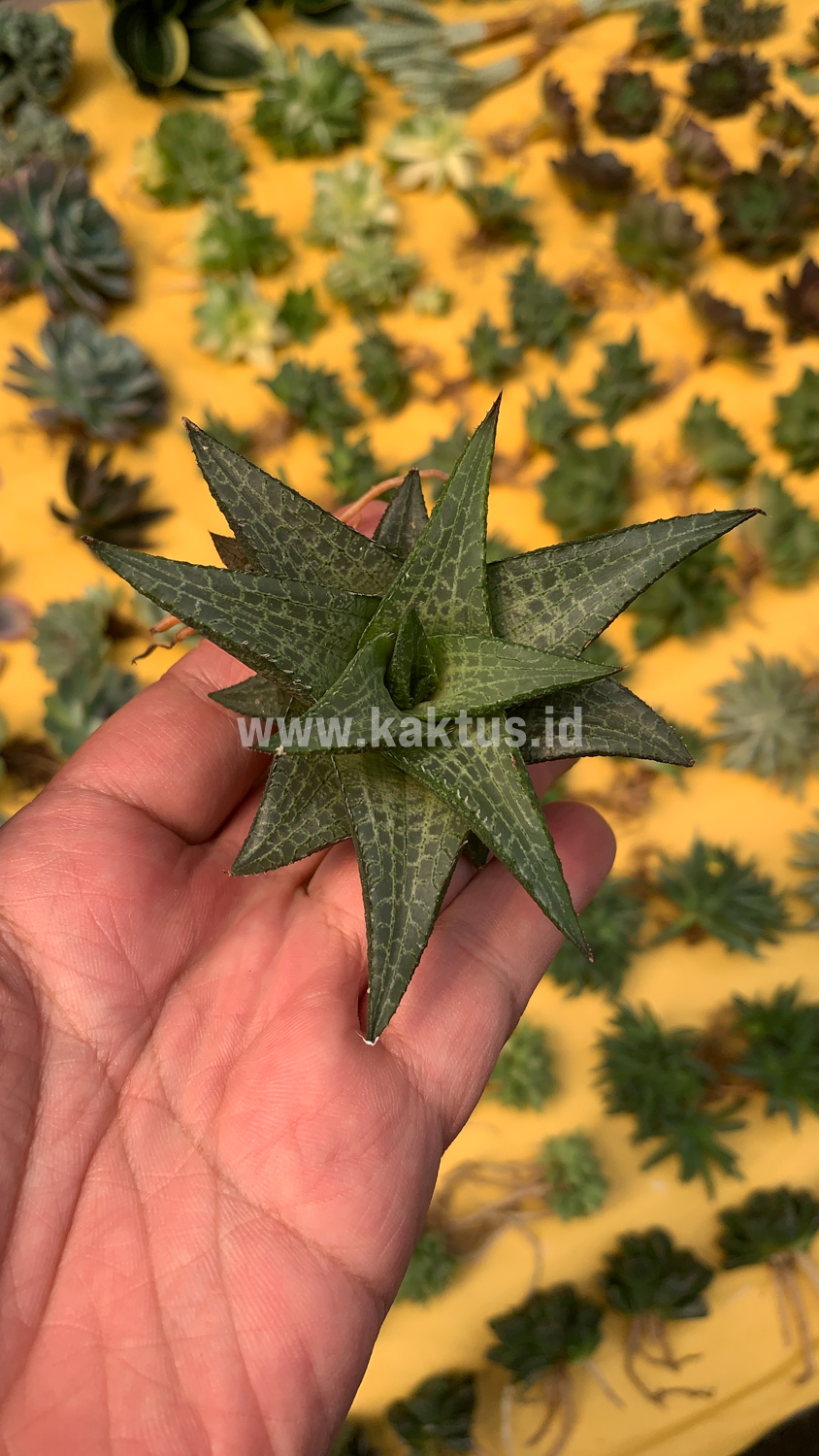 421. Haworthia Tesselata - Image 17