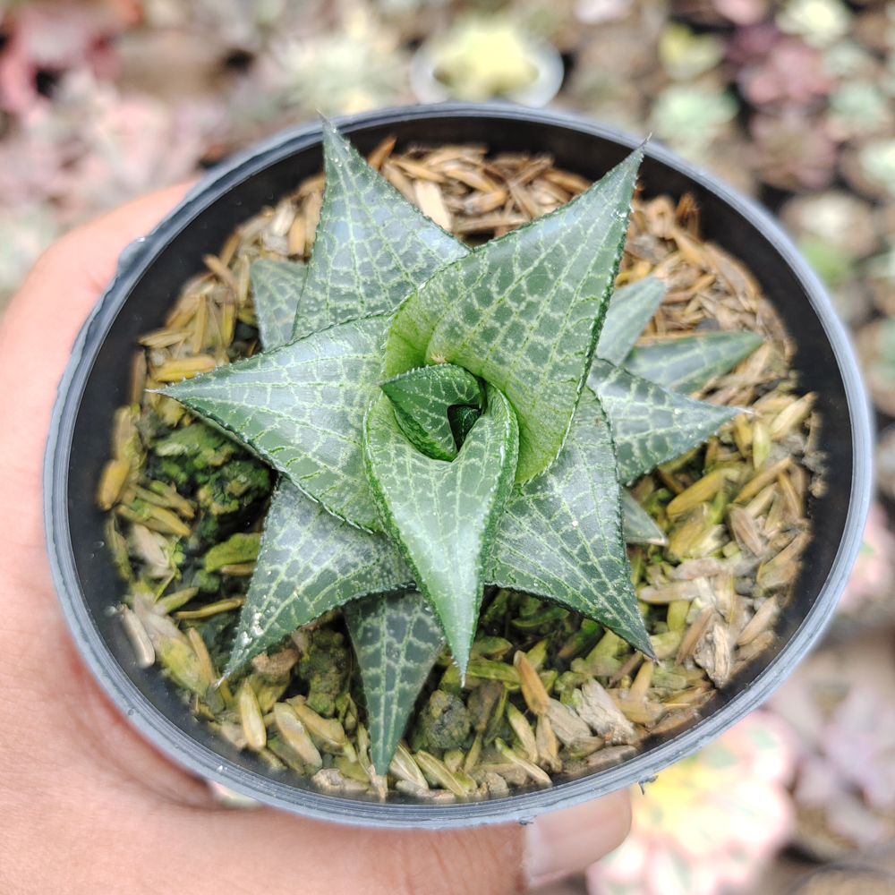 421. Haworthia Tesselata - Image 2