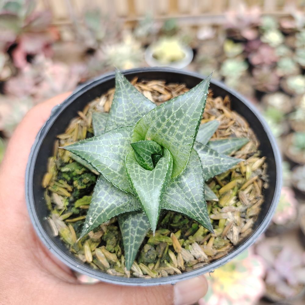 421. Haworthia Tesselata - Image 8