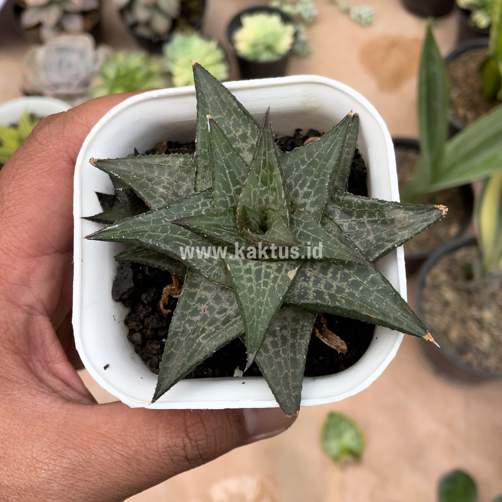 421. Haworthia Tesselata - Image 4