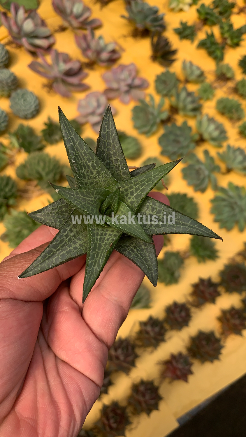 421. Haworthia Tesselata - Image 15