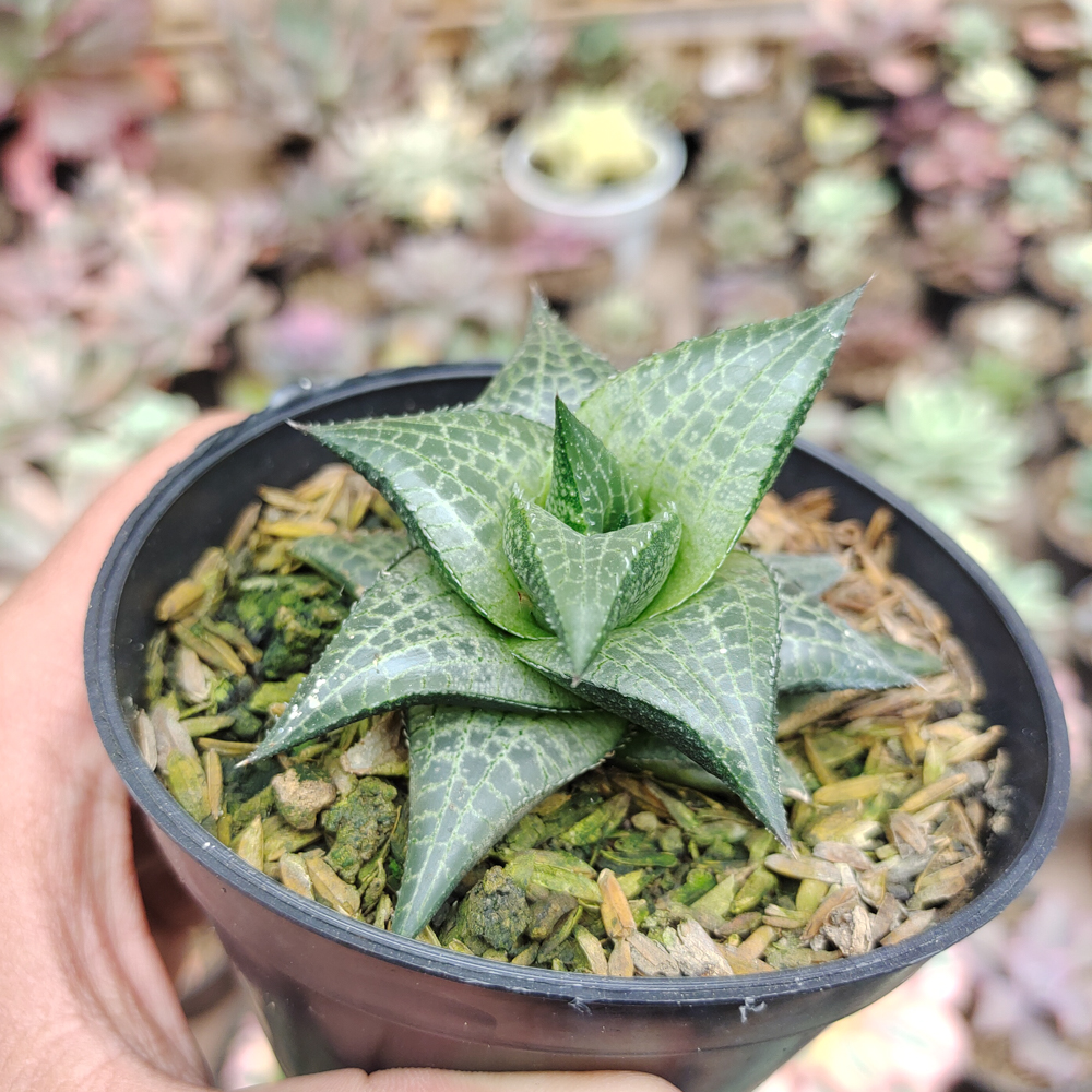 421. Haworthia Tesselata - Image 10