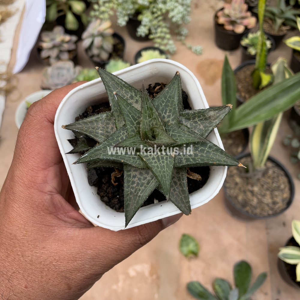 421. Haworthia Tesselata - Image 9