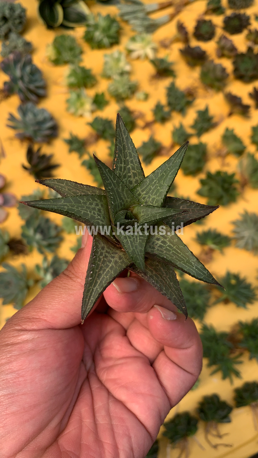 421. Haworthia Tesselata - Image 13