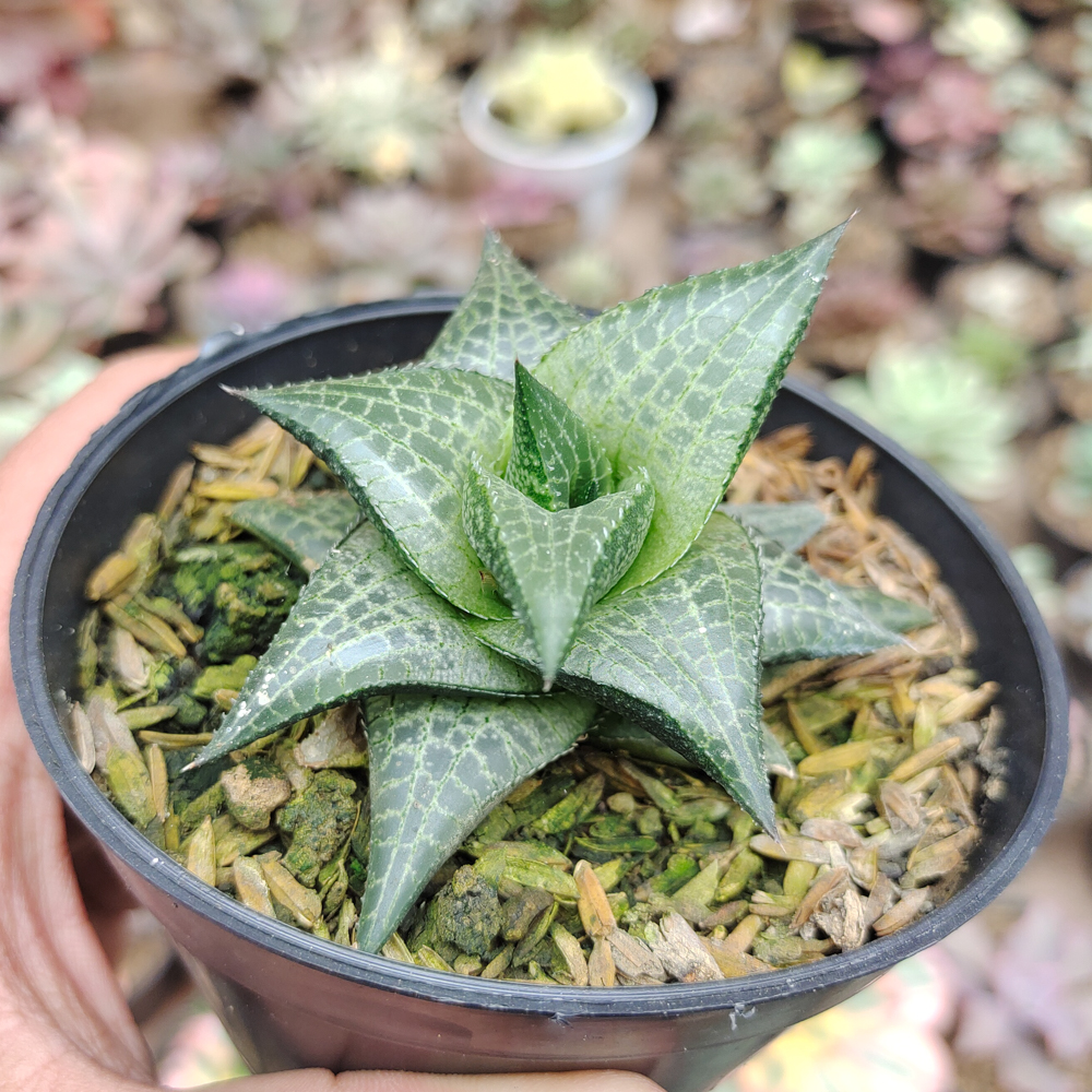 421. Haworthia Tesselata - Image 11
