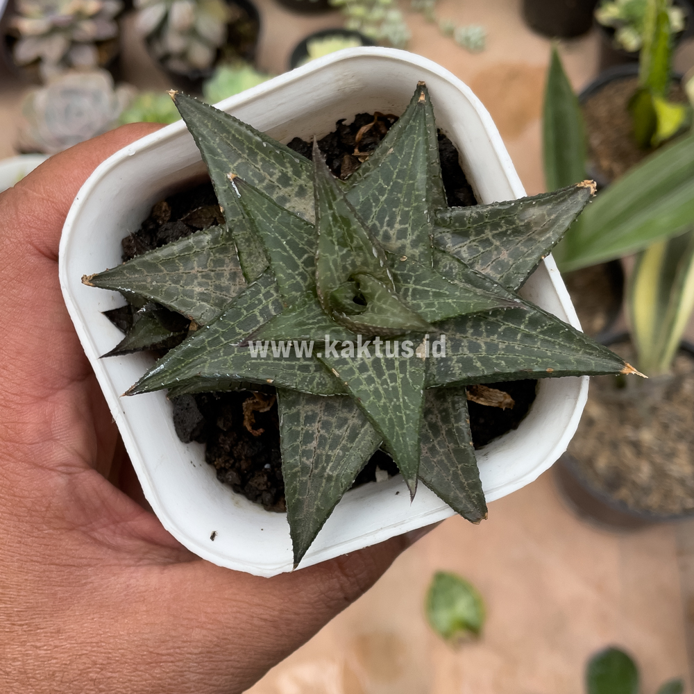 421. Haworthia Tesselata - Image 6