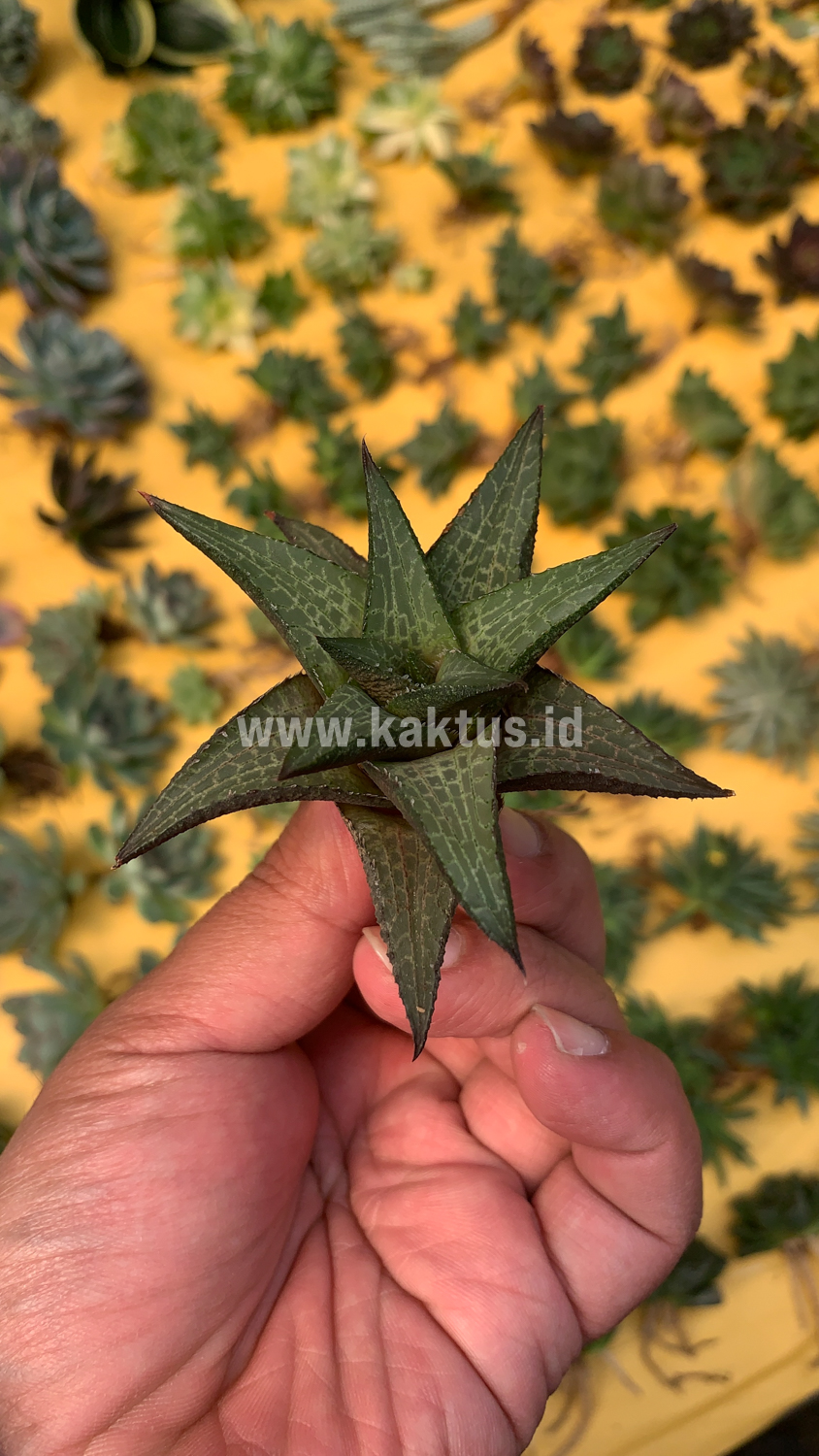 421. Haworthia Tesselata - Image 16