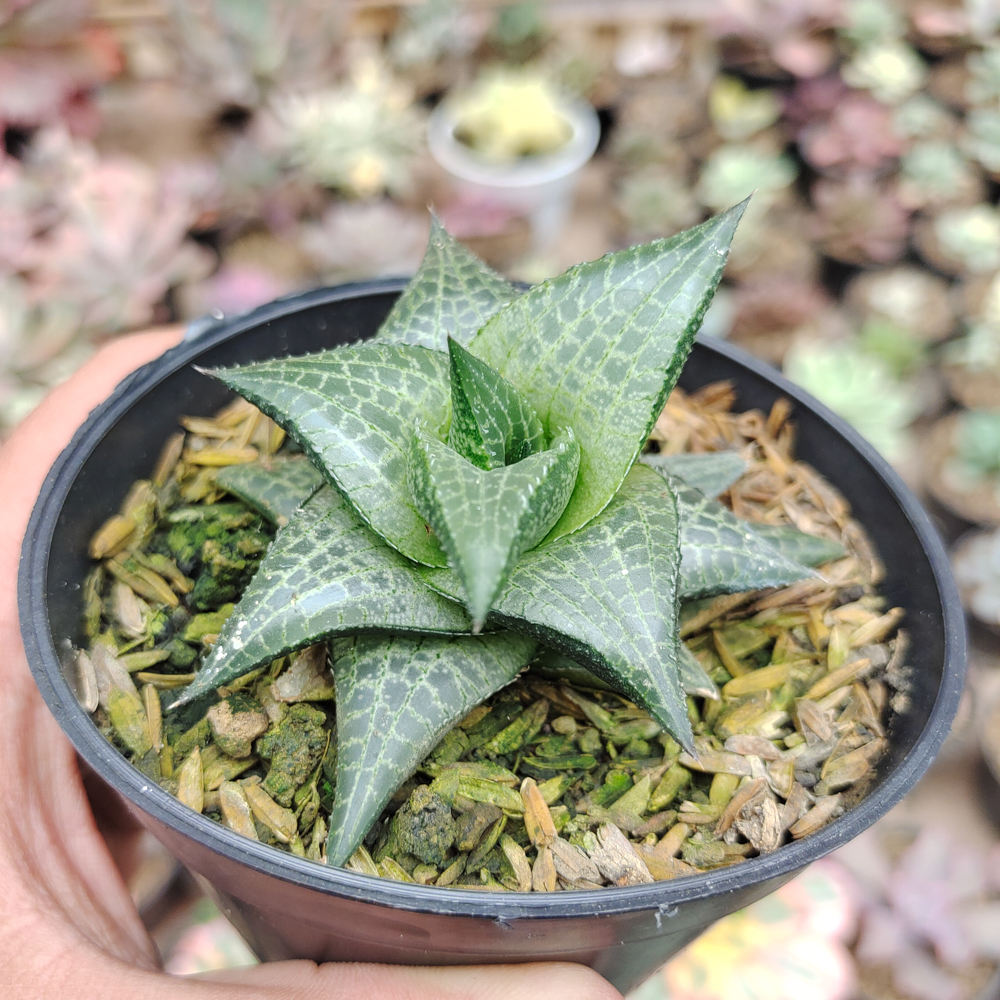 421. Haworthia Tesselata - Image 12