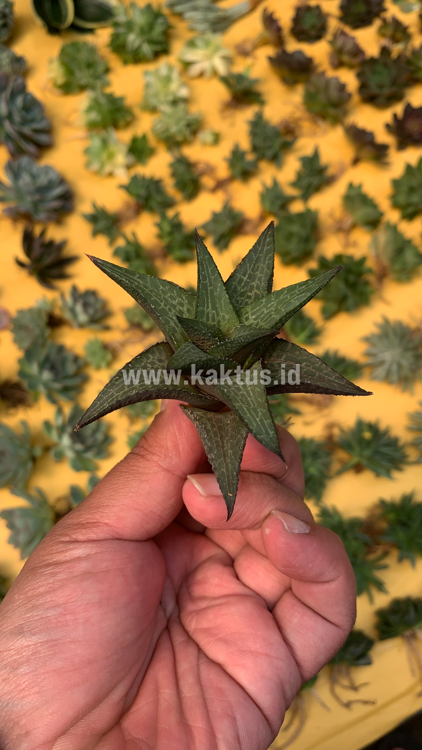 421. Haworthia Tesselata - Image 14