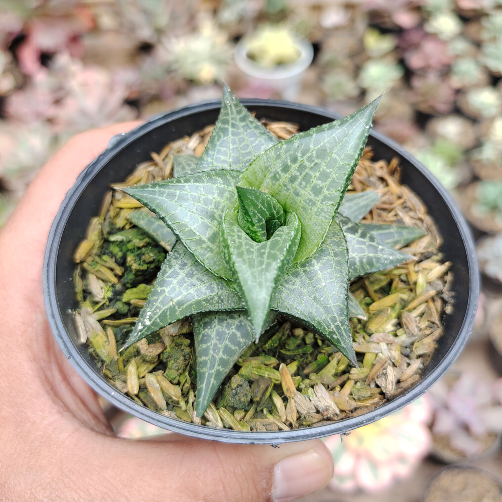 421. Haworthia Tesselata - Image 5