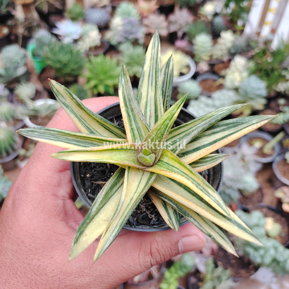 422. Haworthia Pentagona Variegated - Image 2
