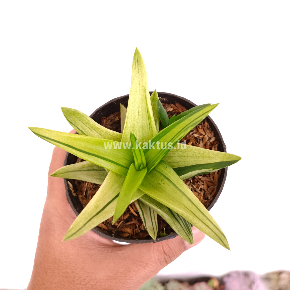 422. Haworthia Pentagona Variegated - Image 6