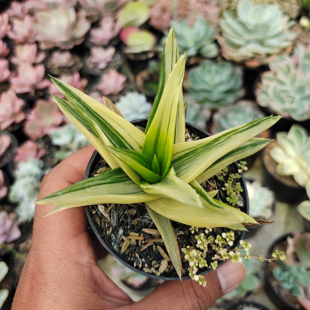 422. Haworthia Pentagona Variegated - Image 7