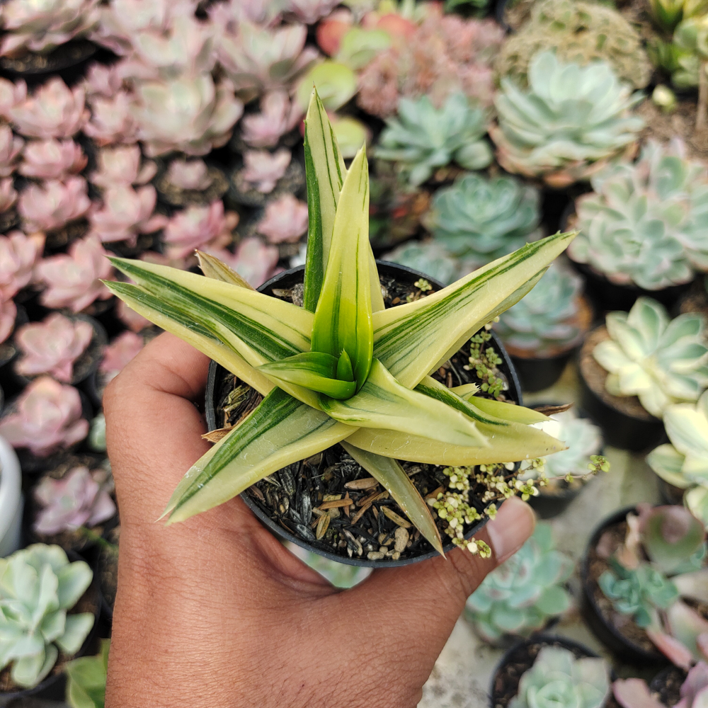 422. Haworthia Pentagona Variegated - Image 11