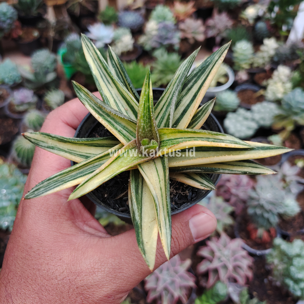 422. Haworthia Pentagona Variegated - Image 17