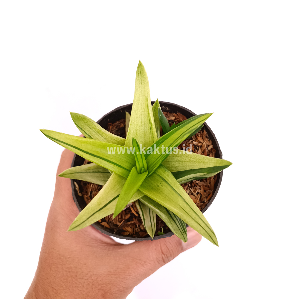 422. Haworthia Pentagona Variegated - Image 8
