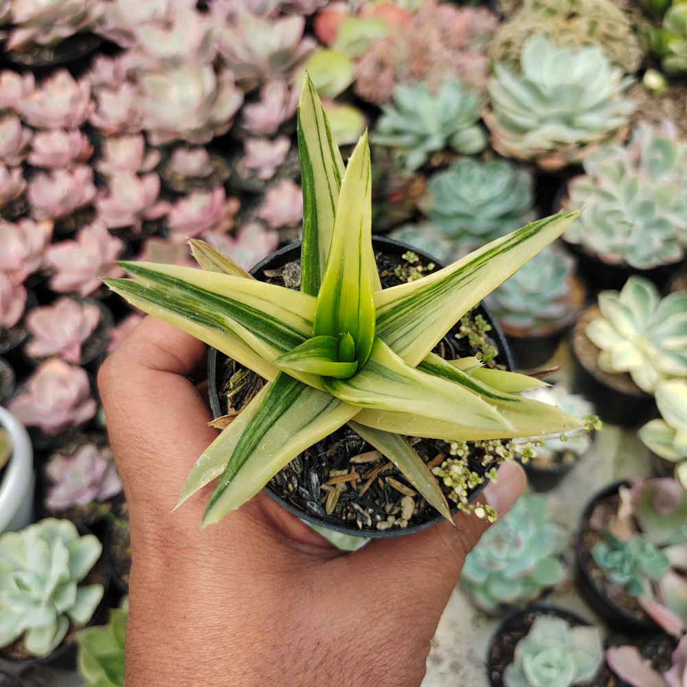 422. Haworthia Pentagona Variegated - Image 12