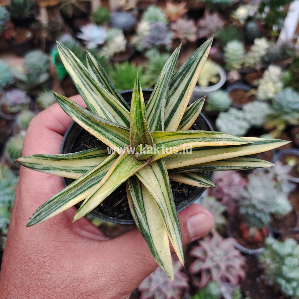 422. Haworthia Pentagona Variegated - Image 9