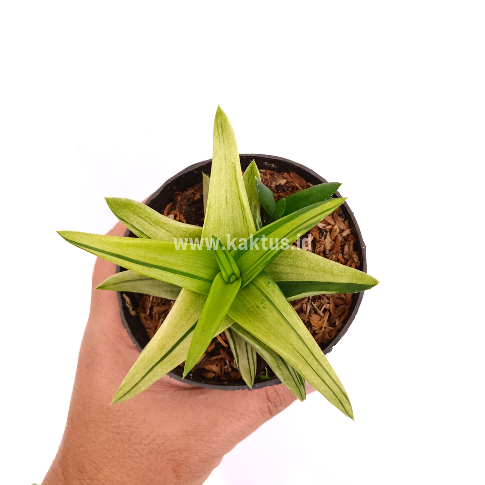 422. Haworthia Pentagona Variegated - Image 3