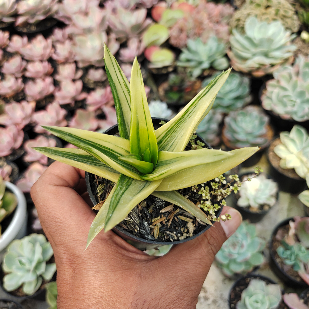 422. Haworthia Pentagona Variegated - Image 13